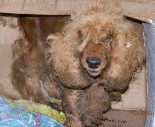 Εξαθλιωμένος σκύλος ράτσας Κόκερ βρέθηκε στη Βέροια